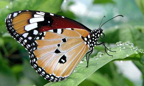 Danaus chrysippus (Lepidoptera, Nymphalidae) - © Jacques Rochat