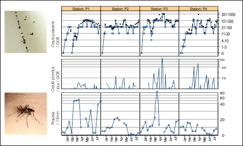 Dynamique des populations du moustique Aedes albopictus
évaluée au moyen de pièges ovitrapes et par mesure directe d'aggressivité sur appat humain (Rochat & Gasnier, 2012)