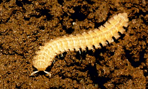Cryptodesmidae (Myriapoda Diplopoda, Polydesmida) - © Jacques Rochat