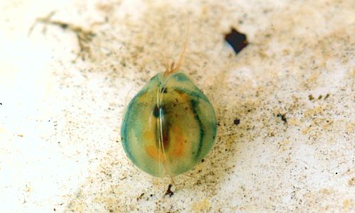 Ostracode - © Jacques Rochat Ostracoda