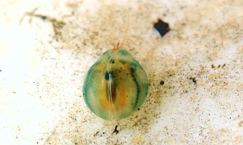 Ostracoda