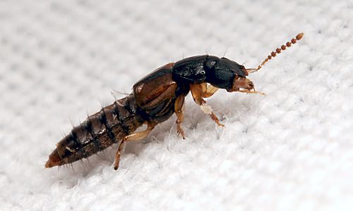 Oxytelus fusciceps (Coleoptera, Staphylinidae) - © Jacques Rochat